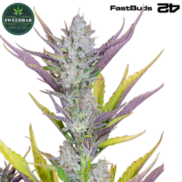 Wedding Glue Auto - 420 FastBuds