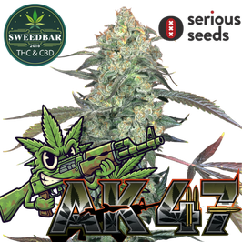 Ak-47 - Serious Seeds - Express Versand 24h
