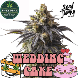 Wedding Cake in Plug