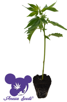 Sleepy Joe® - Anesia Seeds