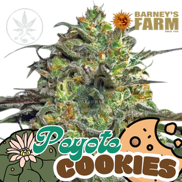 Peyote Cookies in Plug