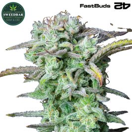 Strawberry Banana Auto - 420 FastBuds