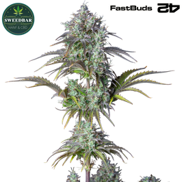 Big Bud Auto - 420 Fast Buds