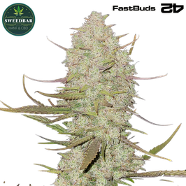 Tropicana Cookies Auto - 420 FastBuds