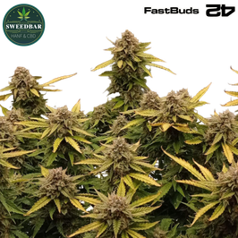 Trainwreck Auto - 420 FastBuds