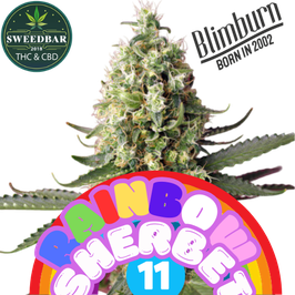 Rainbow Sherbet #11 - Express Versand 24h