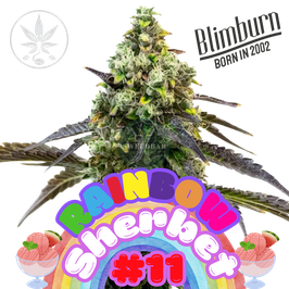Rainbow Sherbet #11 in Plug