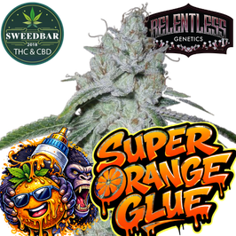 Super Orange Glue - Relentless Genetics