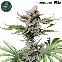Cherry Cola Auto - 420 FastBuds