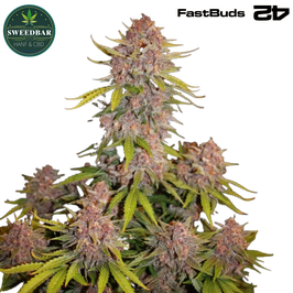Lemon Cherry Cookies Auto - 420 FastBuds