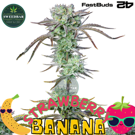 Strawberry Banana Auto - 420 FastBuds