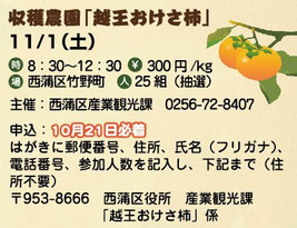 収穫体験　越王おけさ柿　西蒲区役所産業観光課