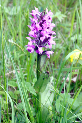 Breitblättriges Knabenkraut (Dactylorhiza majalis) (G. Franke)