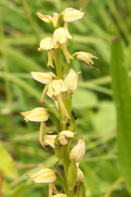 Ohnsporn (G. Franke)