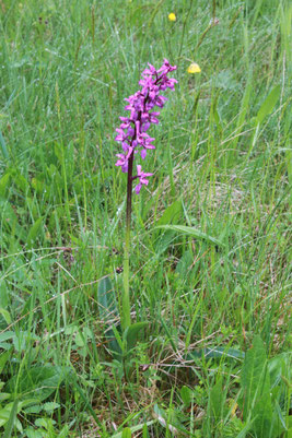 Männliches Knabenkraut, auch Stattliches Knabenkraut genannt - Orchis mascula  - auf einer Talwiese des Moosalbtals in Nähe Schneebachtal (G. Franke; Mai 2014)