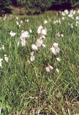 Schmalblättriges Wollgras (Eriophorum angustifolium) (G. Franke)