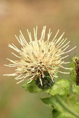 Kohl-Kratzdistel - Cirsium oleraceum am Feldrennacher Bach (G. Franke)