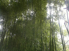 Bambou et Environnement