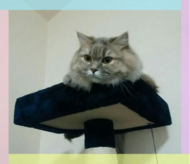マンチカン猫