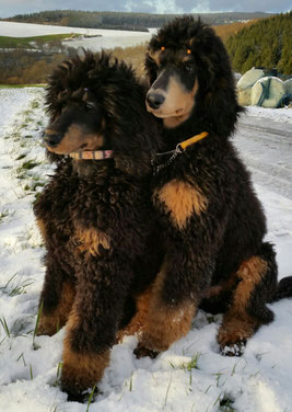 Erster Schnee der Welpen ist Kuschelzeit