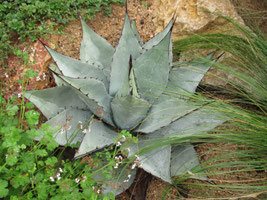 Agave neomexicana im Botanischen Garten von Lyon