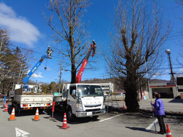 街路樹の剪定