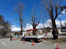 街路樹の剪定