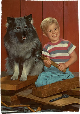 Wolfsspitz Unterschied Keeshond