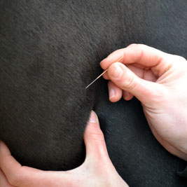 Lieftink dry needling en sportmassage voor paarden