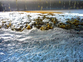 Le blanc sous le pressoir