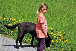 Un chien labrador noir avec une fillette dans un champ de fleurs jaunes par coach canin 16 éducateur canin angoulême