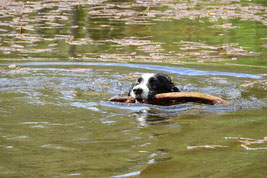 un border collie noir et blanc nage dans une rivière un bâton dans sa gueule par coach canin 16 éducateur canin à domicile en charente