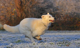 Un chien Berger Blanc Suisse court sur la neige par coach canin 16 éducateur canin en charente