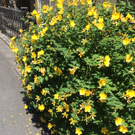 いつかの家の近くにあった黄色い花