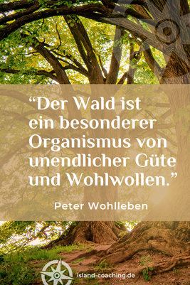 Zitat und Portrait von Peter Wohlleben – deutscher Förster und Autor – zur Weisheit des Waldes
