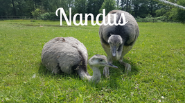 Tierpatenschaften für Nandus