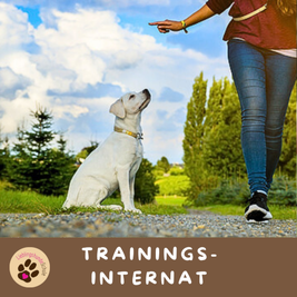 Hundeinternat Problemhunde