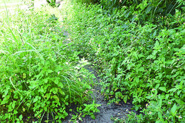 雑草が生い茂り通行できない歩道=27日午前、県道79伊土名集落付近