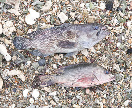 名蔵湾に打ち上げられた魚=25日午前