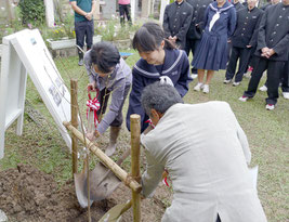 宇宙桜を記念植樹する石垣校長と高宮さん、宮地所長=14日午後、名蔵小中学校
