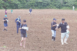 ひまわりの種をまく参加者ら=23日午前、石垣市川平地区