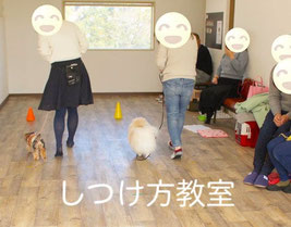 姫路の犬のしつけ教室アフェットで飼い主とヒールウォーク練習をする小型犬