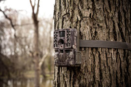 Piège photo installé sur un arbre.