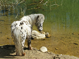 Moritz am Teich