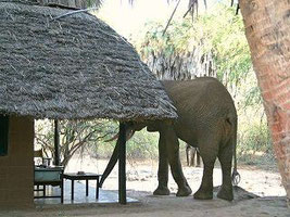 Galana River Tsavo Ost