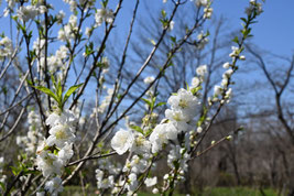 白い花,木の名前,しろいはな