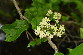 白い花が咲く木