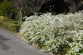 木の名前,白い花