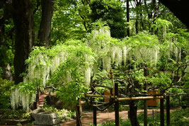 white flower tree Japan