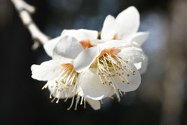 白い花が咲く木,木の名前,しろいはなのき